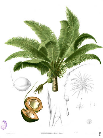 File:Cocos nucifera Blanco2.364.png