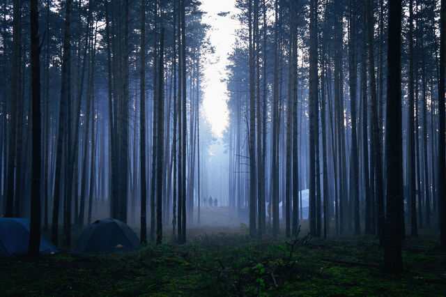 File:Silent-forest.jpg