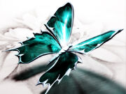 LyrasButterfly