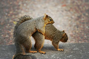 Squirrel