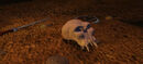 Skull discarded.jpg