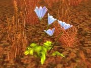 Peacebloom.jpg