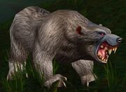 Gray Bear