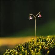 Imageslinneadelete