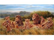 Lion Pride
