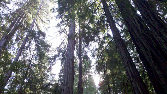 File:Woods5.png