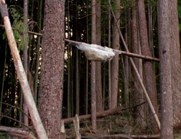 File:Wood mite cocoon.jpg