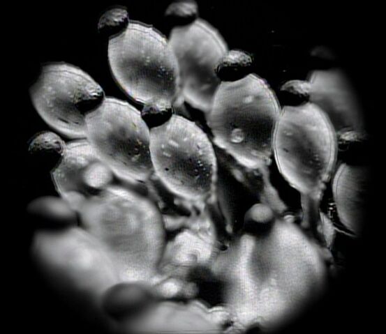 File:Silicon Based Lifeform Under Microscope.jpg