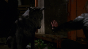 2x07 Wolf