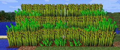 HybridWheat