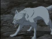 Wolf's rain kiba