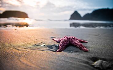 Starfish-pink-on-the-beach-land-715066
