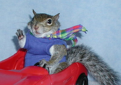 File:Squirrel.jpg