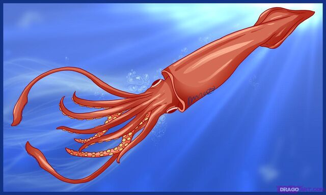 Fichier:Squid.jpg