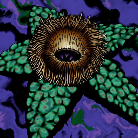 File:ArmoredStarfish-TF04-JP-VG.jpg