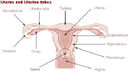 Illu cervix