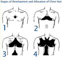 622px-Chest hair growth