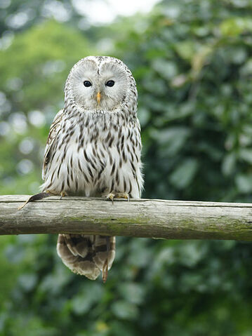 File:Strix uralensis.jpg