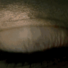 Tumblr nbtu28W9kw1scztezo4 400 zpsg81xfbrj.gif