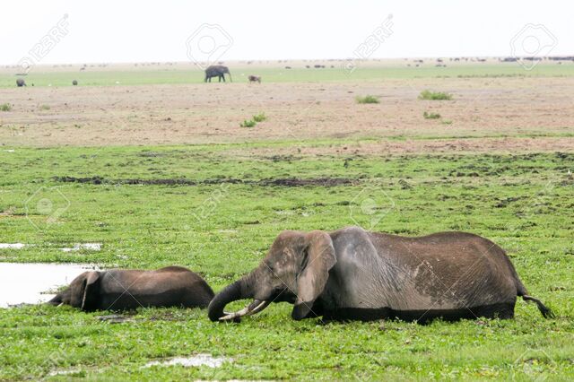 File:African Swamp Elephant.jpg