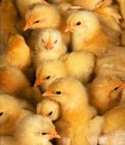 Chicks