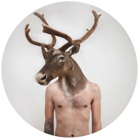 File:Elk.jpg