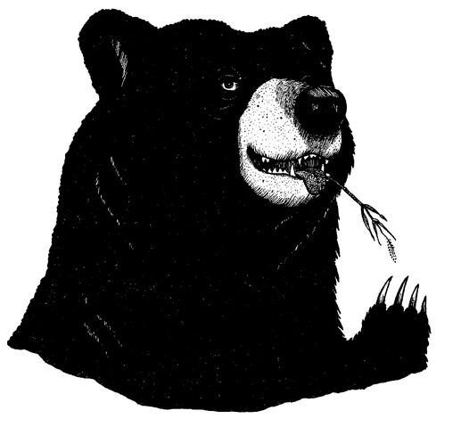 File:Tallen the Bear.jpg