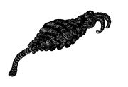Amaloricanischer Haken.jpg