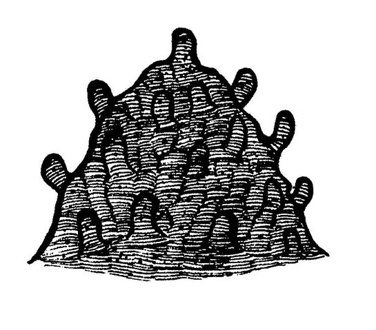 Datei:Yohoia-Buckel.jpg
