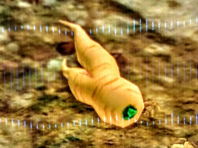 File:Endura Carrot.jpg