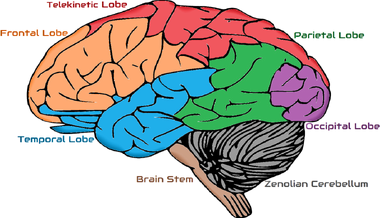 Zenolian brain chart