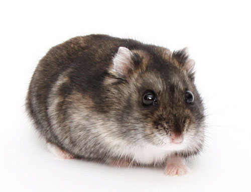File:Hamster5-120216-bg.jpg