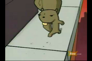 Squirrel