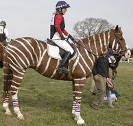 Zorse1