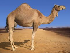 Camel1