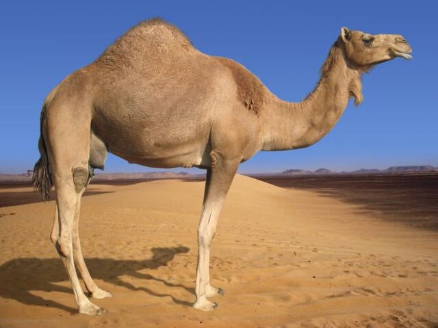 File:Camel1.jpg