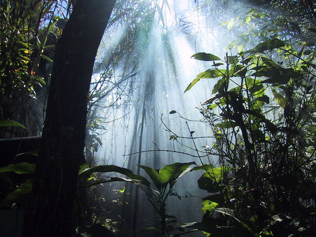 File:Jungle1.jpg