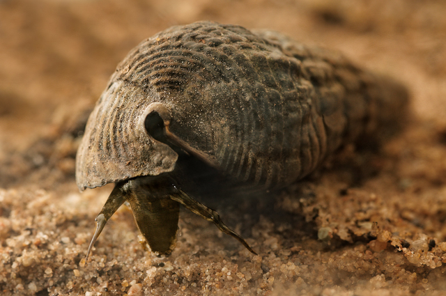File:Horn Snail.png