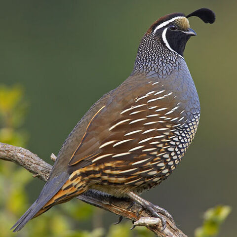 File:California-quail.jpg