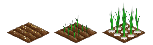 File:Garlic stages.png
