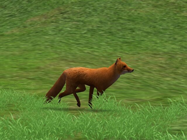 File:ZT2 Red Fox.jpg