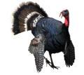 File:120px-Turkey.png