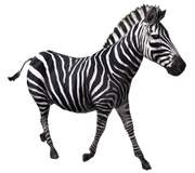 ZebraR