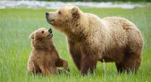 Grizzly-bear-harry-bosen-dpc