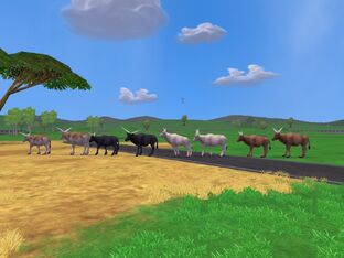 Ankole cow
