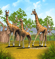 Giraffe