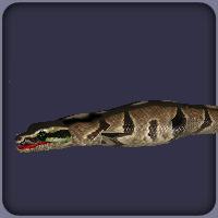 File:Ballpython.jpg