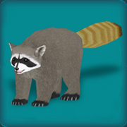 RaccoonAvatar