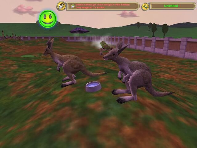 File:EasternGreyKangaroo.jpg