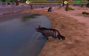 My hyenas